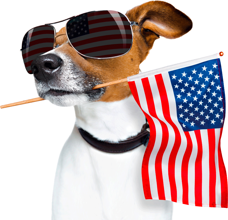 funny dog with USA flag