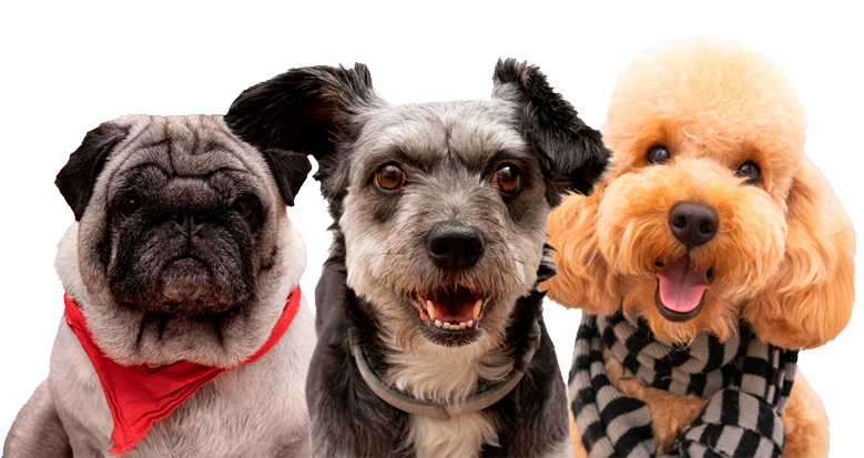 Join The Bay View Bark Team