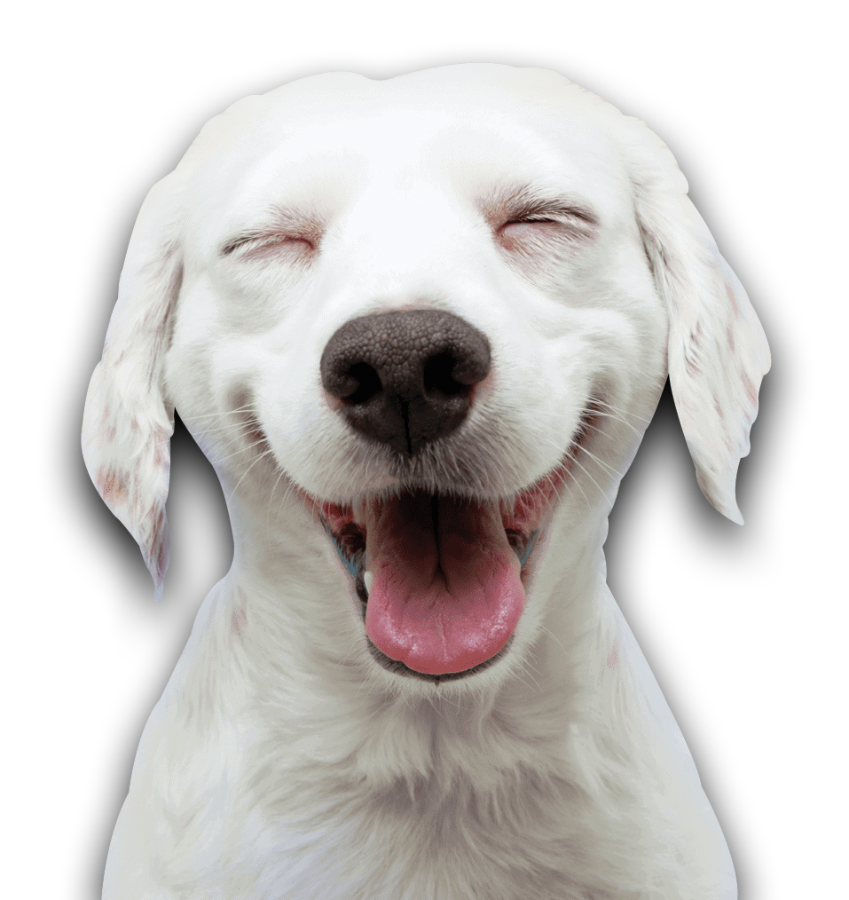 Smiling Happy Dog at Bay View Bark