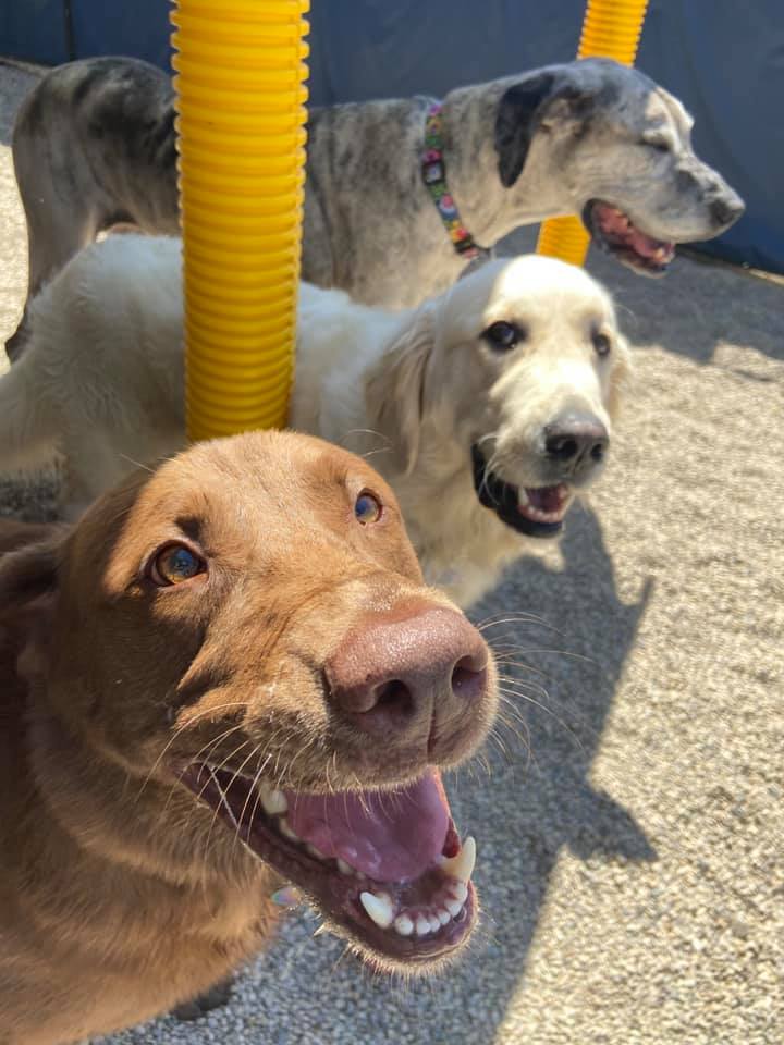 Bay View Bark Smart Doggy Day Care