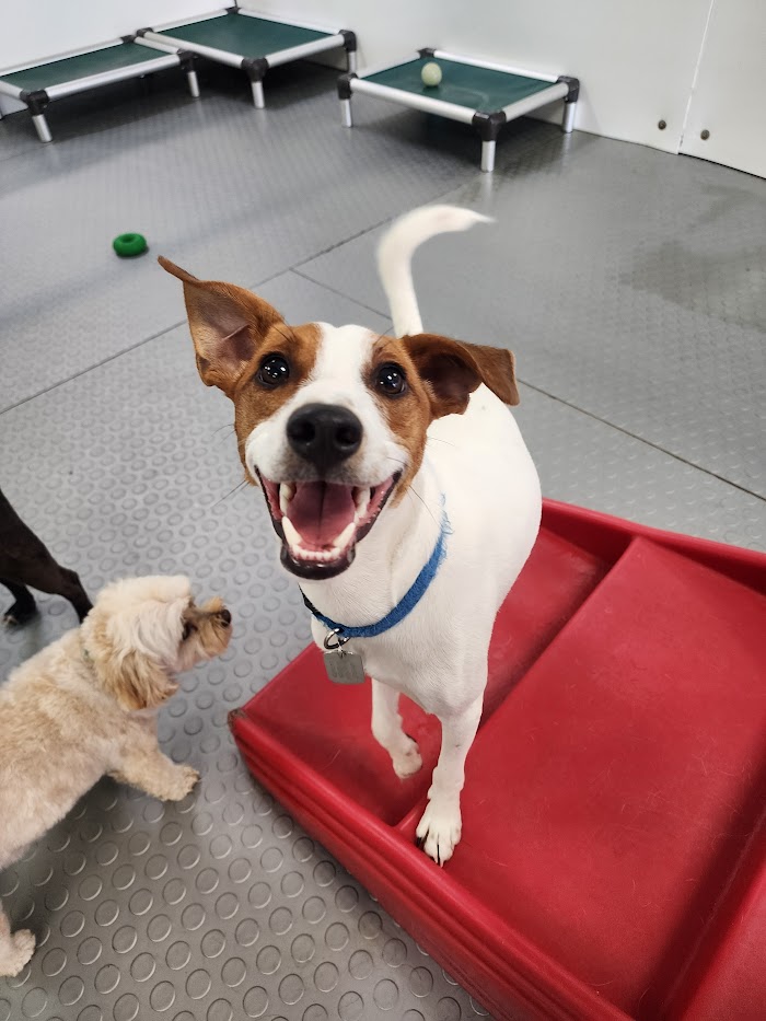Bay View Bark Smart Doggy Day Care