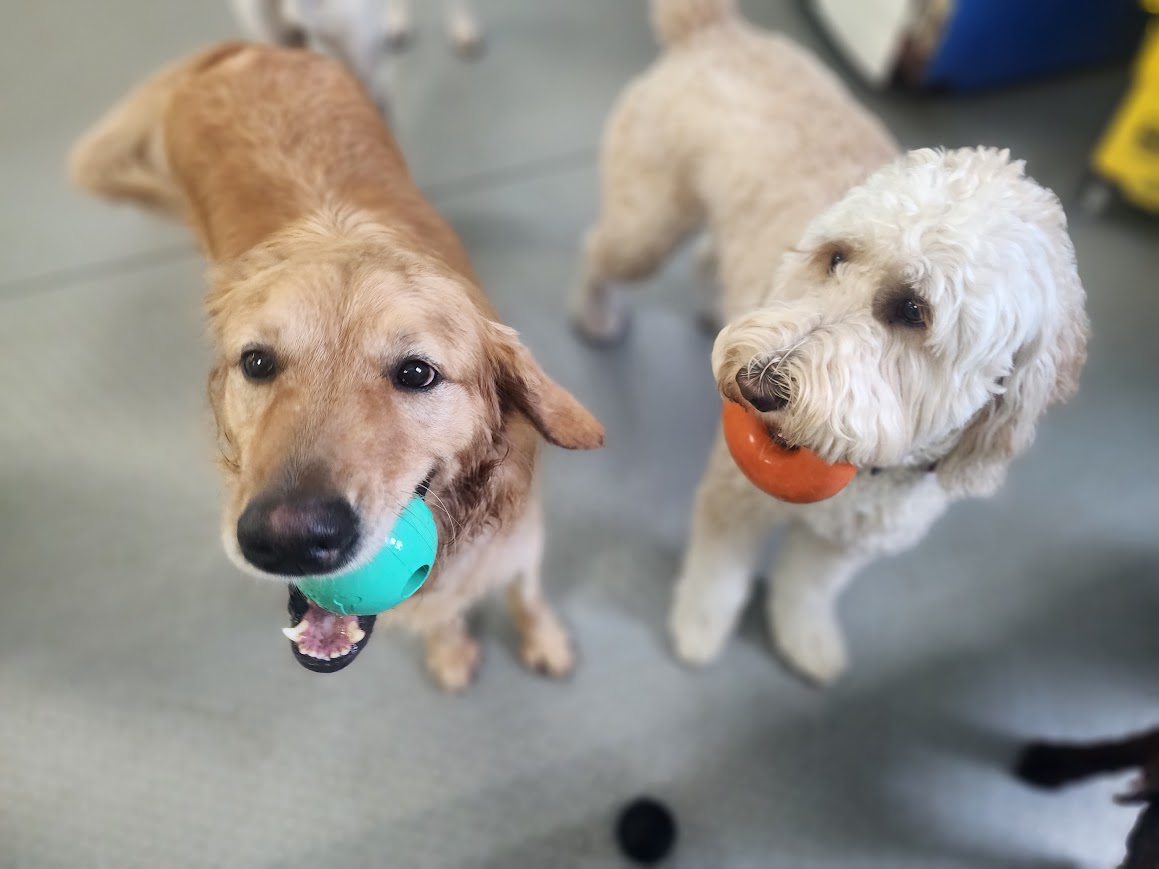 Bay View Bark Smart Doggy Day Care
