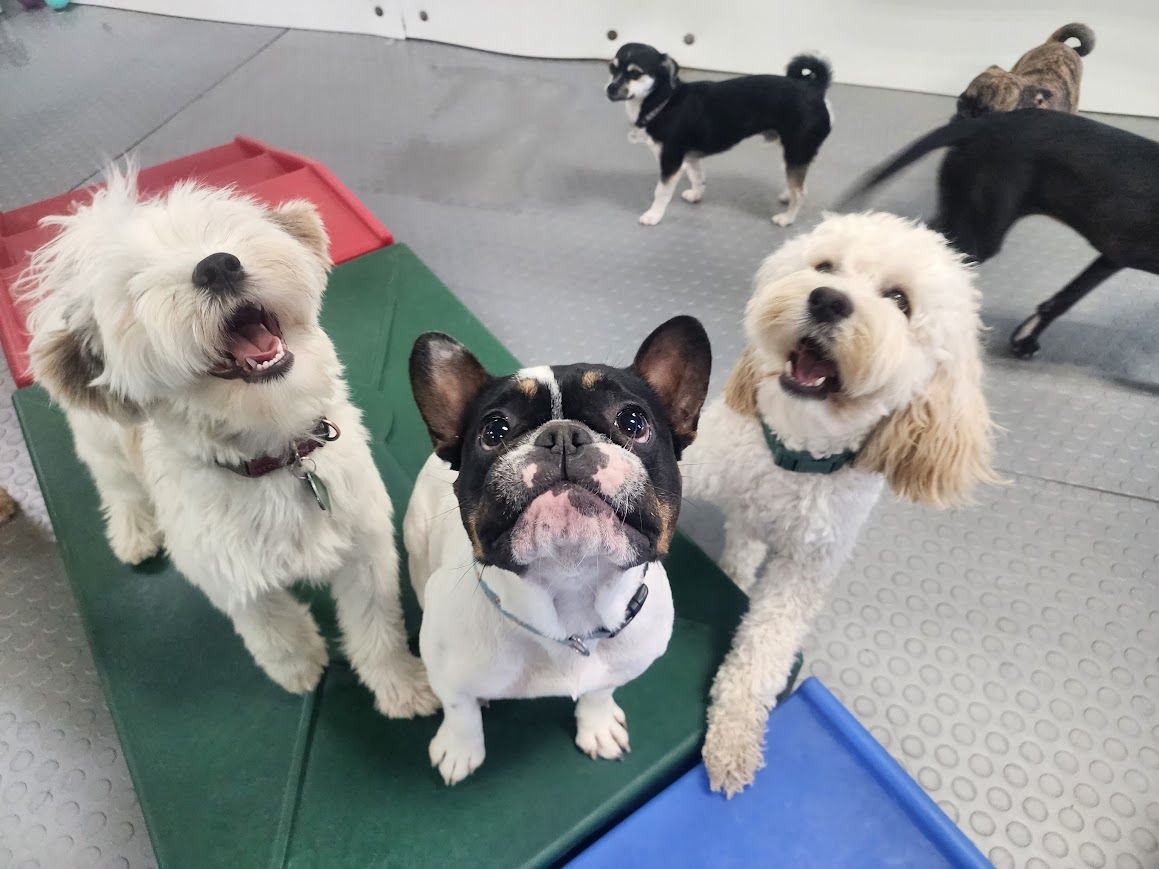 Bay View Bark Smart Doggy Day Care