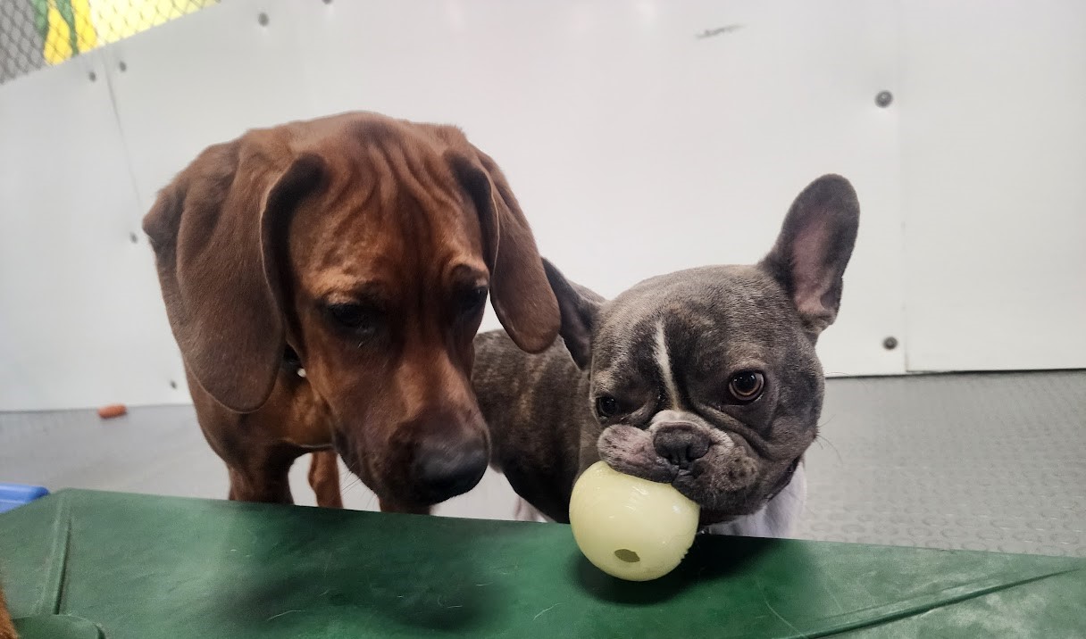 Bay View Bark Smart Doggy Day Care