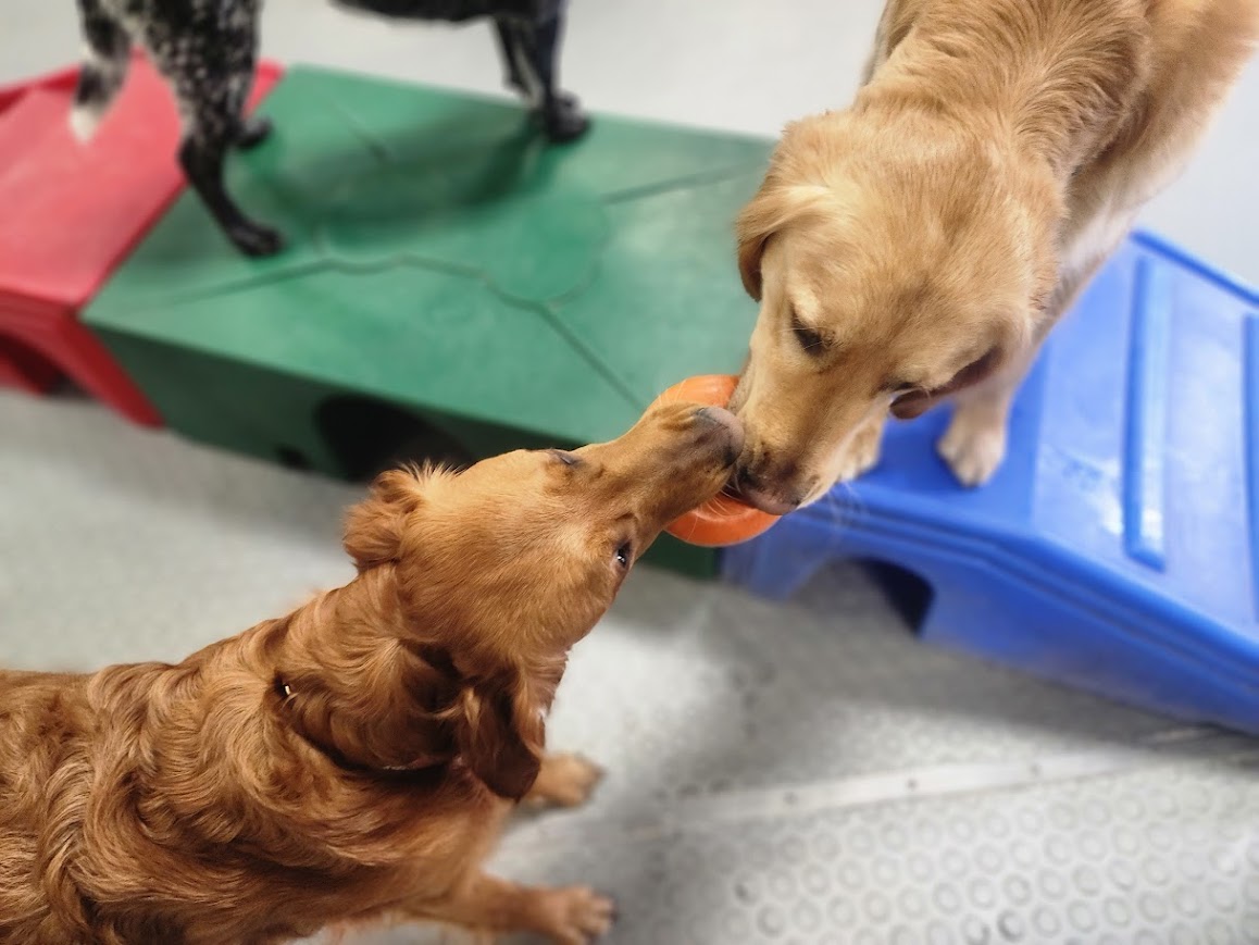 Bay View Bark Smart Doggy Day Care