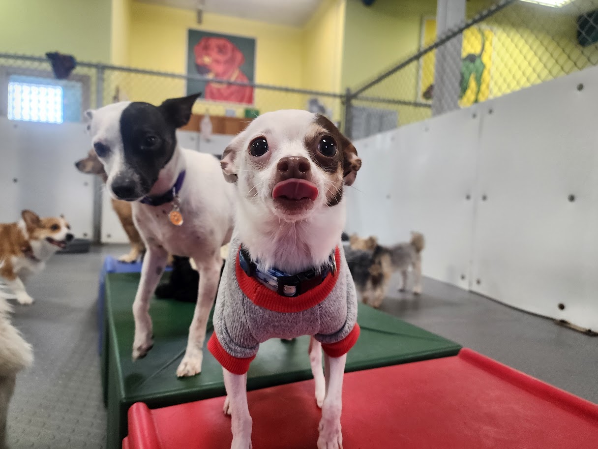 Bay View Bark Smart Doggy Day Care