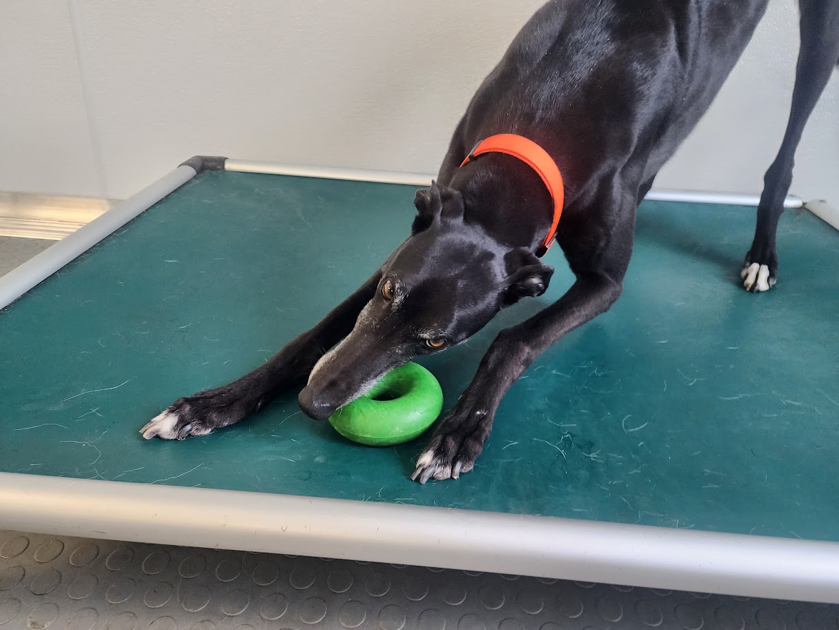 Bay View Bark Smart Doggy Day Care