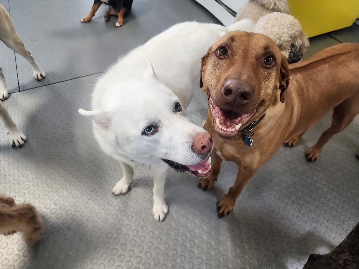 Bay View Bark Smart Doggy Day Care