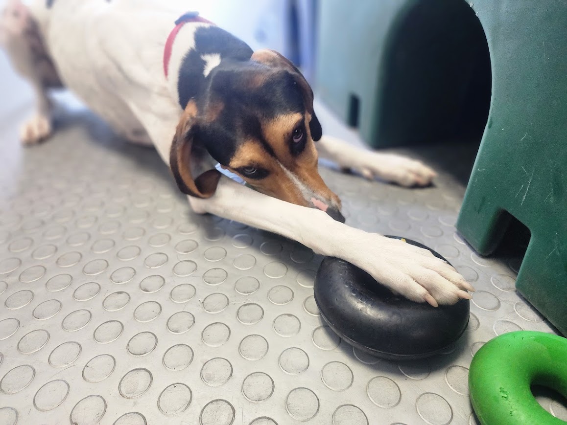 Bay View Bark Smart Doggy Day Care