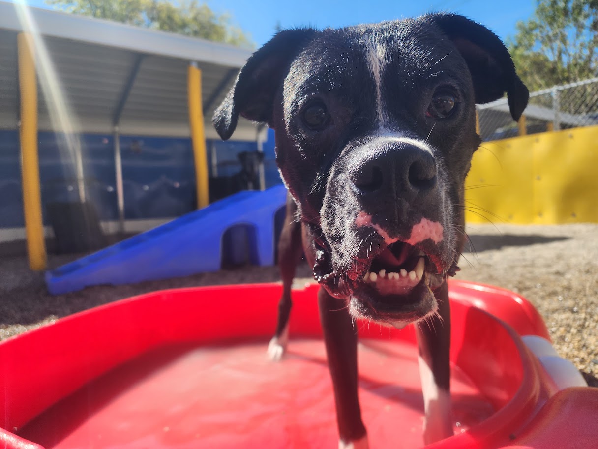Bay View Bark Smart Doggy Day Care
