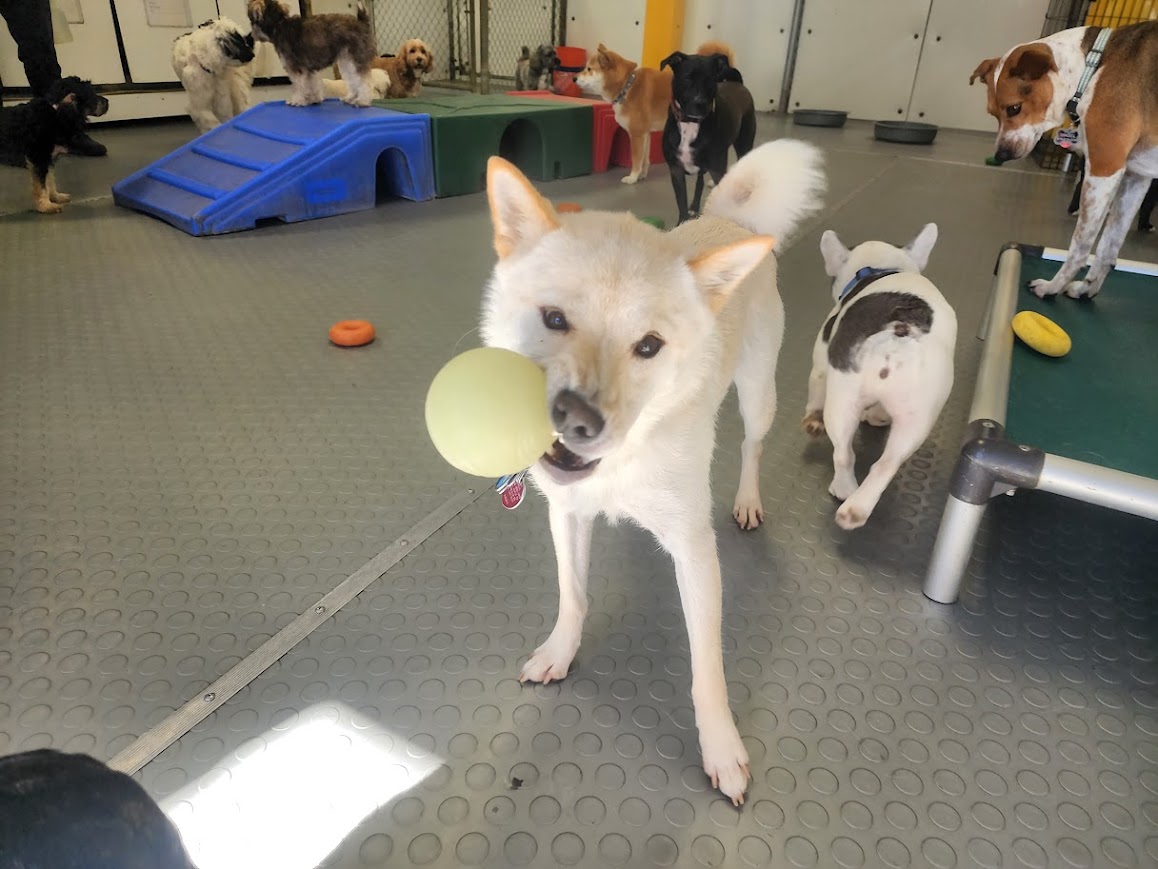 Bay View Bark Smart Doggy Day Care