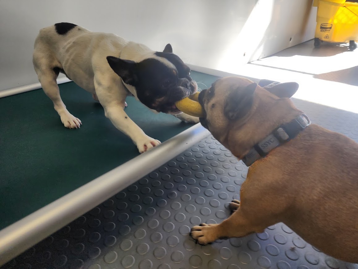 Bay View Bark Smart Doggy Day Care