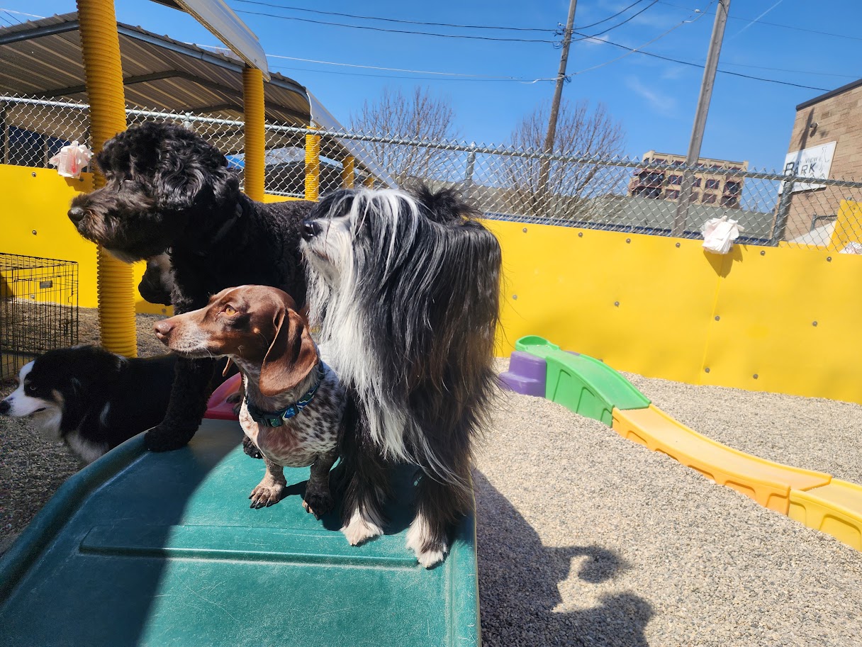 Bay View Bark Smart Doggy Day Care