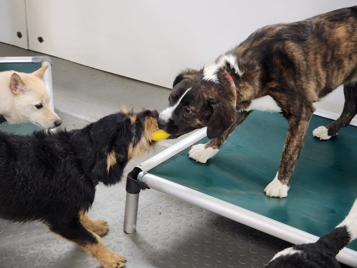 Bay View Bark Smart Doggy Day Care