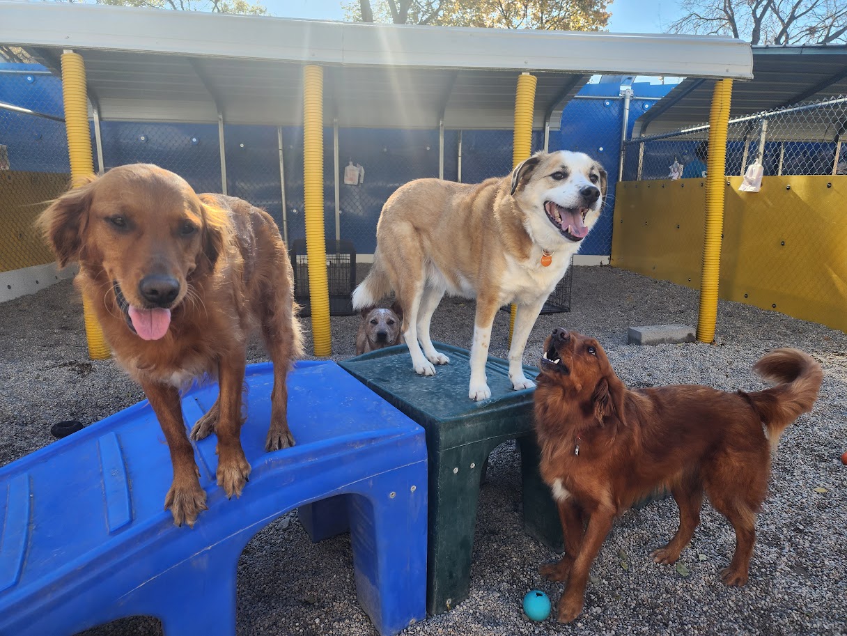 Bay View Bark Smart Doggy Day Care