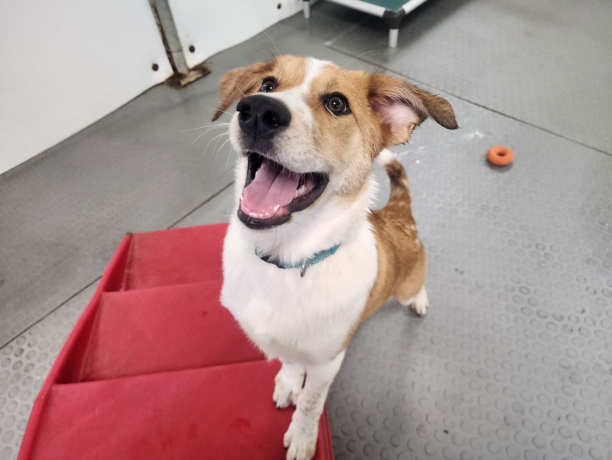 Bay View Bark Smart Doggy Day Care