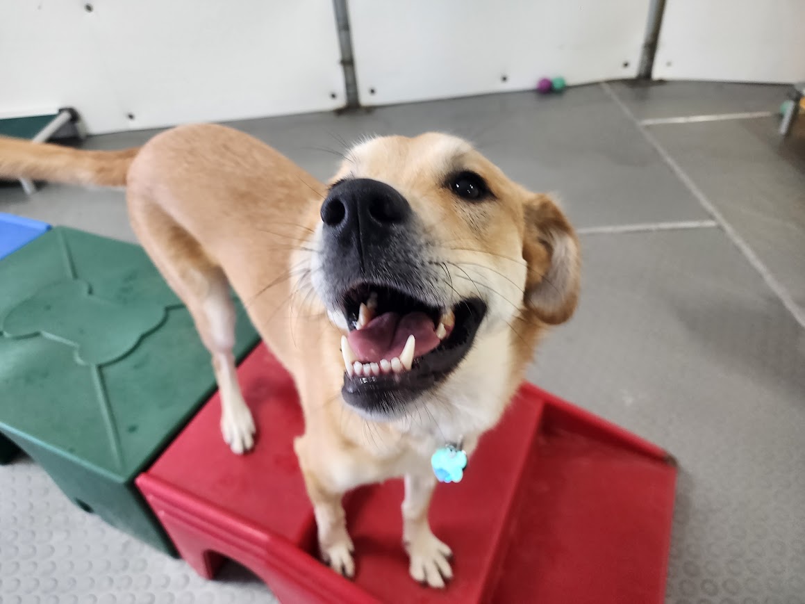 Bay View Bark Smart Doggy Day Care