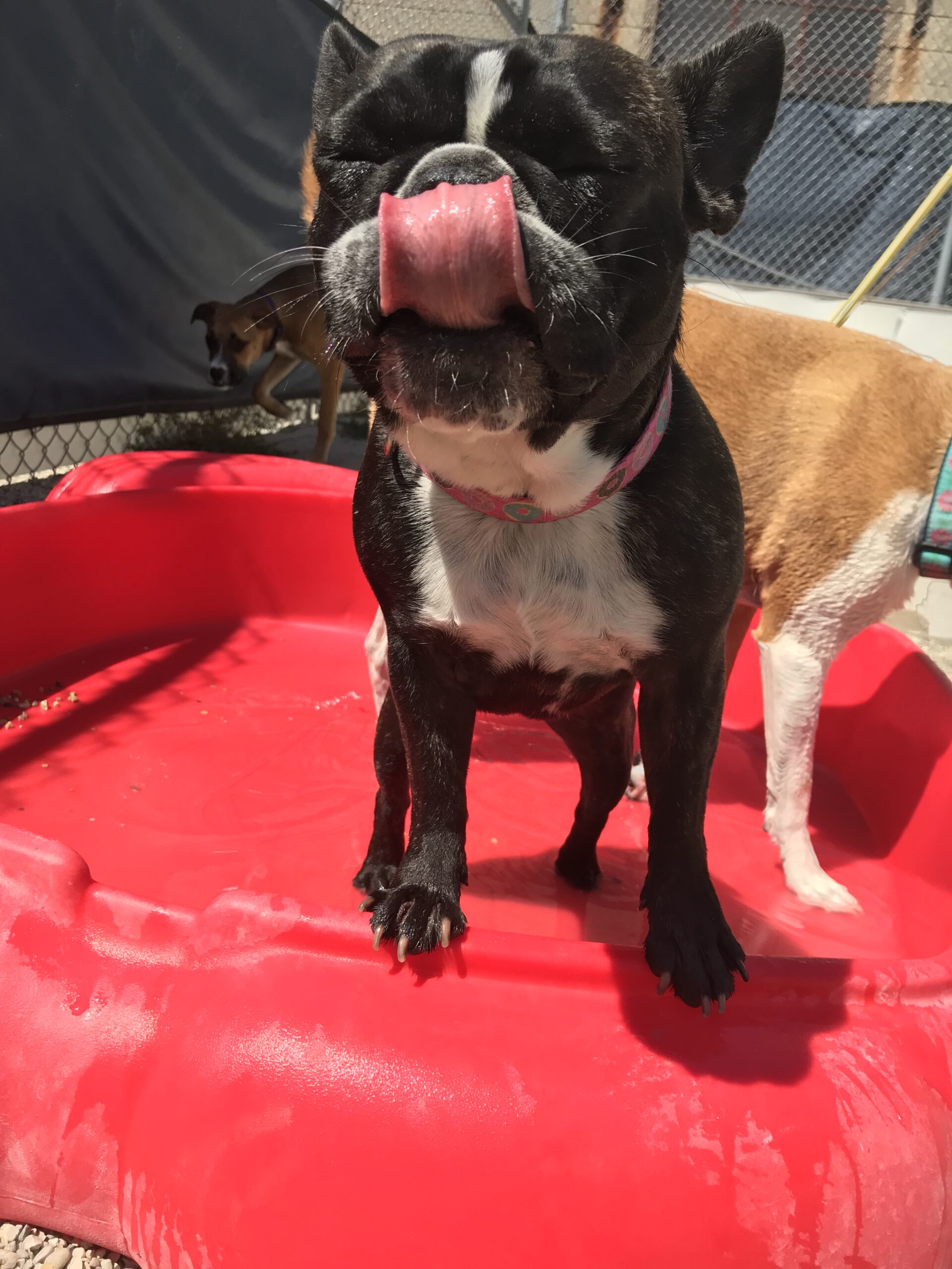 Bay View Bark Smart Doggy Day Care