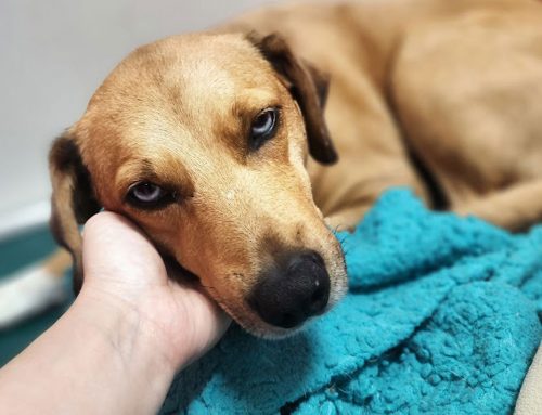 Calming Aids for Dogs